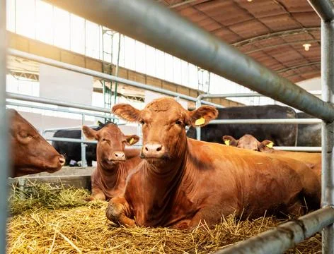 Reddish cows resting inside barn at modern livestock farm Stock Photos