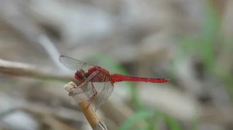 Reddish dragonfly resting on the wood tip Stock Footage 64076626