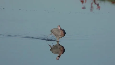 A reddish egret catches fish in shallow water at sunset near the lakeshore Vídeo Stock 334664483