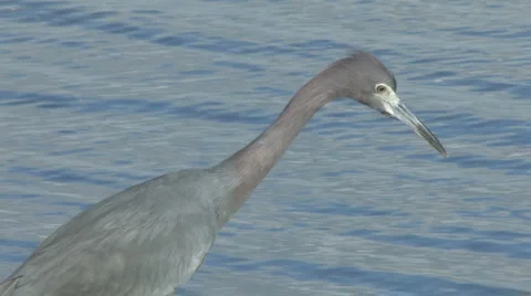 Reddish egret closeup Stock-Footage 5598067