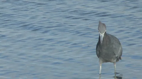 Reddish egret coming Video stock 5600530