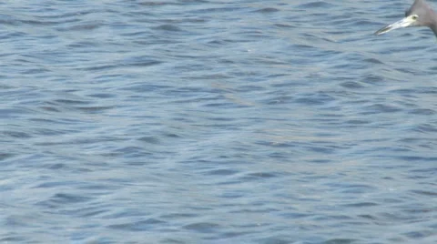 Reddish egret coming through Stock Footage 5602573