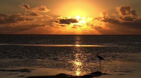A Reddish Egret in the Everglades Stock Footage 45447167