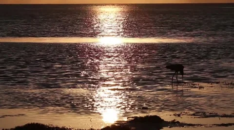A Reddish Egret in the Everglades Stock Footage 45944410