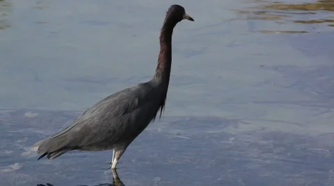 Reddish Egret 库存影片 4977758
