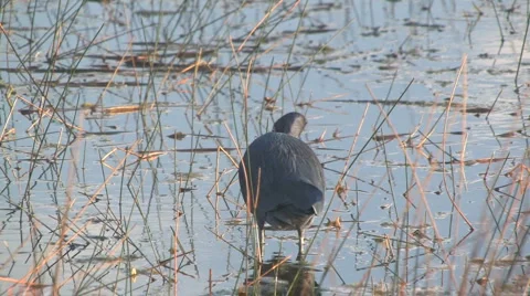Reddish egret Stock Footage 5501366