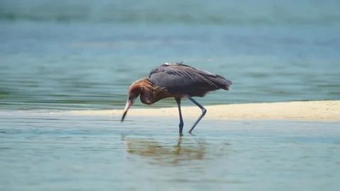 Reddish egret Video stock 75764711