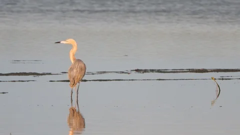 Reddish egret Stock Footage 107244964