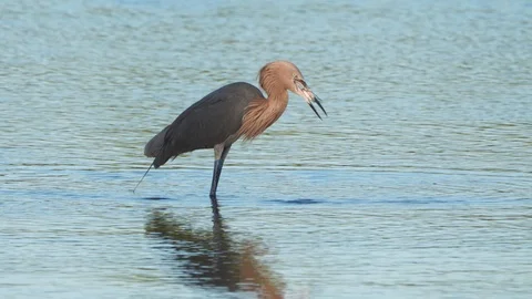 Reddish egret Stock Footage 107388677