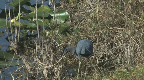Reddish egret in the grass Video stock 6015073
