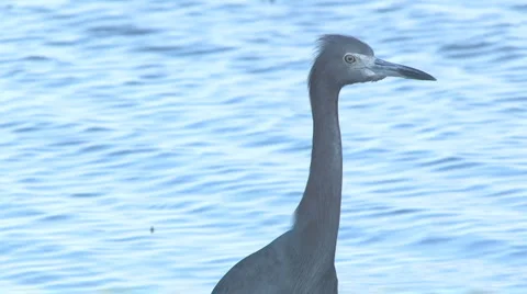 Reddish egret head Video stock 5607634