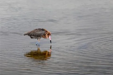 Reddish Egret on the Hunt Stock Photos