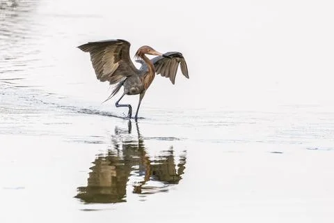 Reddish Egret on the Hunt Stock Photos