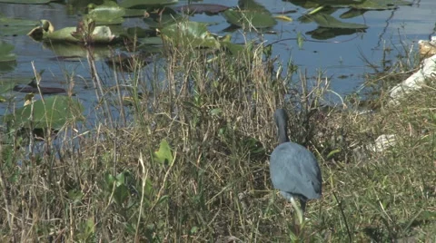 Reddish egret hunting Video stock 6011389
