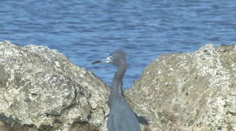 Reddish egret medium Video stock 5612341