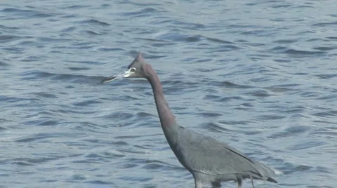 Reddish egret in the ocean Video stock 5610386