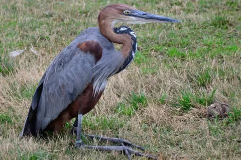 Reddish egret Stock Photos