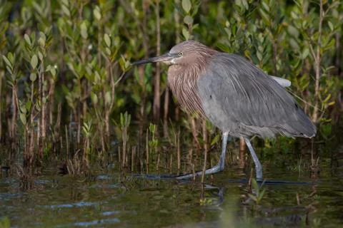 Reddish Egret Stock Photos