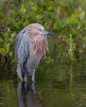 Reddish Egret Foto stock