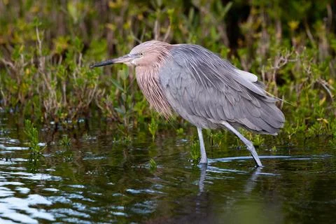 Reddish Egret Stock Photos