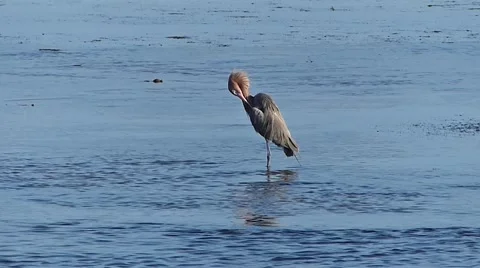 Reddish egret preening Video stock 60963139
