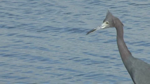 Reddish egret profile 스톡 동영상 5673145