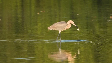 Reddish egret Pufferfish Stock Footage 107443527