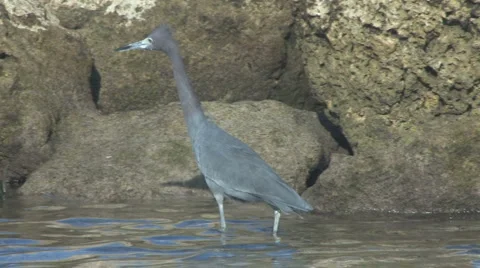 Reddish egret on the rocks Stock Footage 5617664