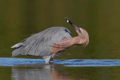 Reddish Egret subduing a small fish - Pinellas County, Florida Stock Photos