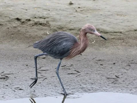 Reddish Egret Walking Fotos Stock