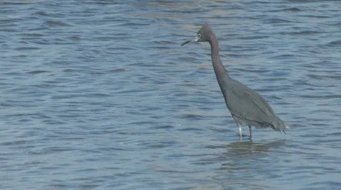 Reddish egret walks away Stock Footage 5676568