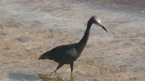 Reddish egret in waves 3 hdi Stock-Footage 8848673