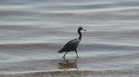 Reddish egret in waves hdi 스톡 동영상 8848843