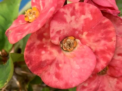 Reddish Flower  Stock Photos