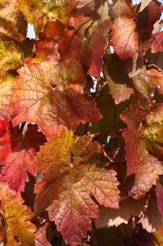 Reddish foliage Stock Photos