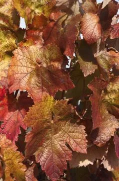 Reddish foliage Stock Photos