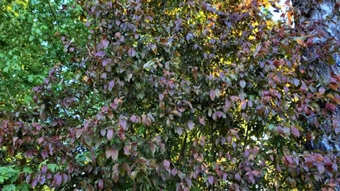 Reddish foliage in warm sunlight Vídeo Stock 333842634