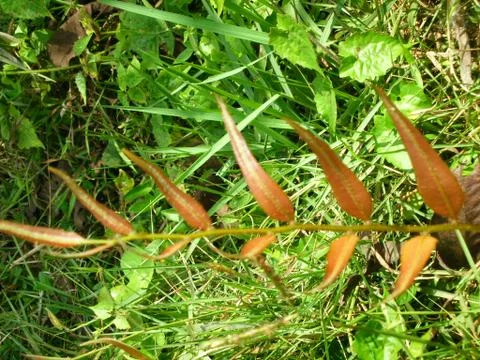 Reddish grass in the forest Stock Photos