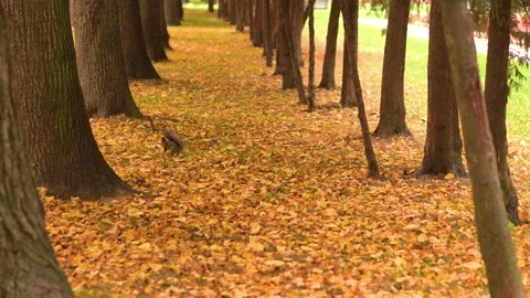 Reddish-gray squirrel in park runs along orange fallen leaves and climbs a tree Stock Footage 140344192