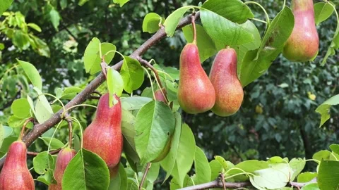 Reddish-green pears on a tree branch close-up Stock Footage 346477063