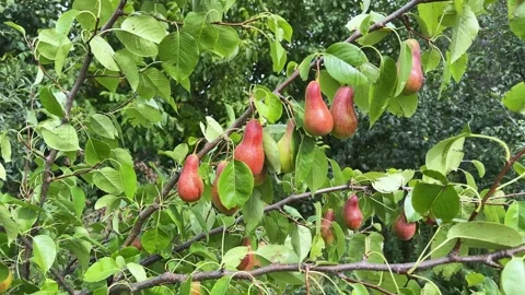 Reddish-green pears on tree branches at sunny day Stock Footage 346476936