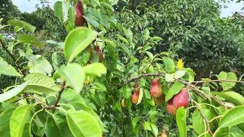 Reddish-green pears on tree branches at sunny windy day Stock Footage 346476980