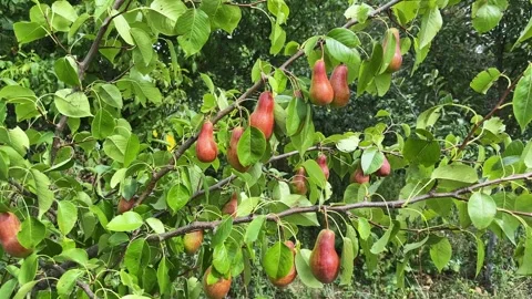 Reddish-green pears on tree branches at sunny windy day Stock Footage 346477030