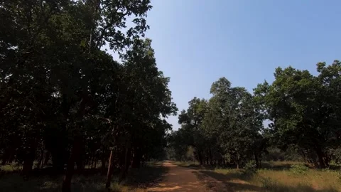 The reddish ground, green trees and the blue skies of Bandhavgarh national park Video stock 322983789