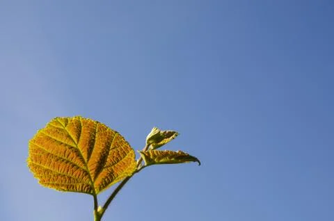 Reddish hazel leaf Stock Photos