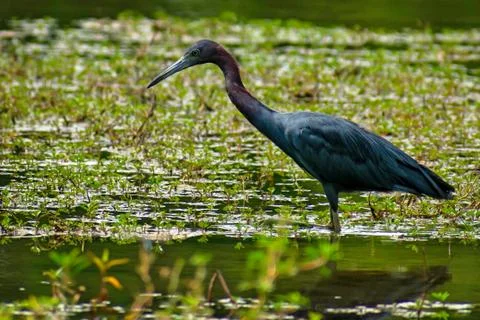 Reddish heron 库存照片