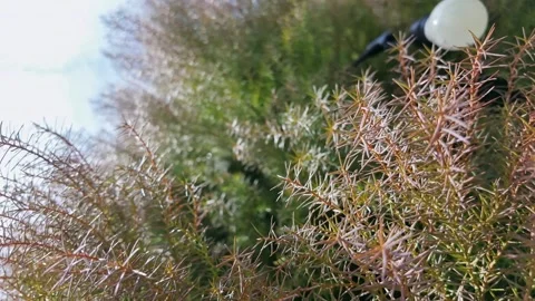 Reddish Juniper Needles Near Glowing Street Lamp Vídeo Stock 345138914