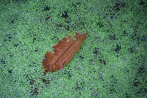A reddish leaf of chestnut tree floats in a pond among duckweed Stock Photos