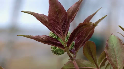 Reddish leaves closeup Stock Footage 50083932