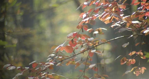 Reddish leaves on tree branch by fall 4K video Stock Footage 320987913